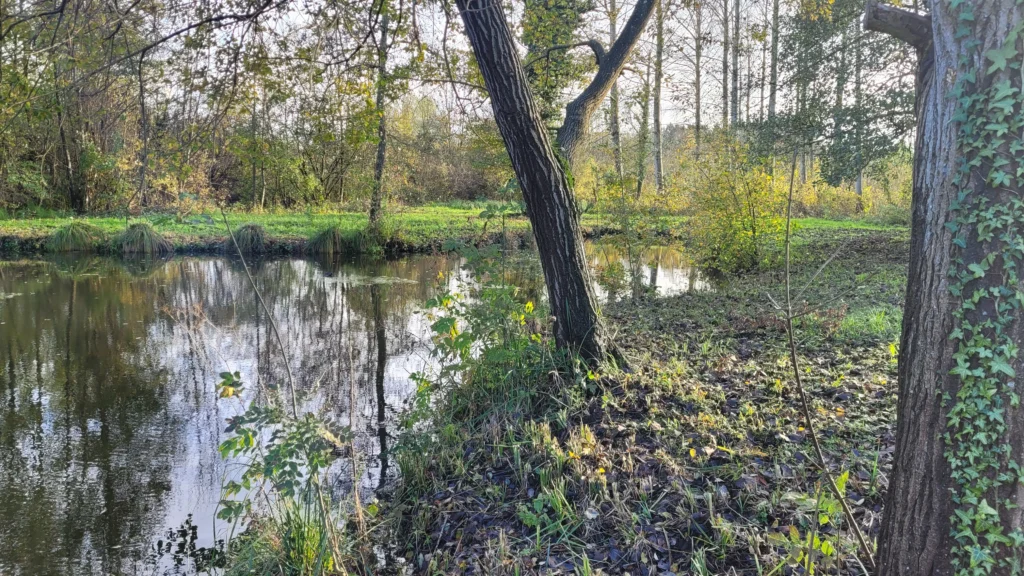 Carpodrome-1